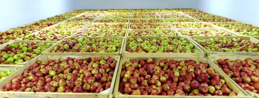 Хранение фруктов в регулируемой атмосфере